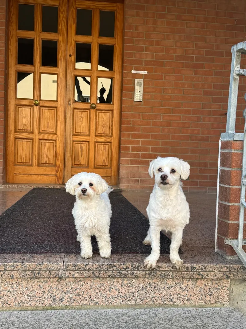 I cani di casa davanti all'ingresso